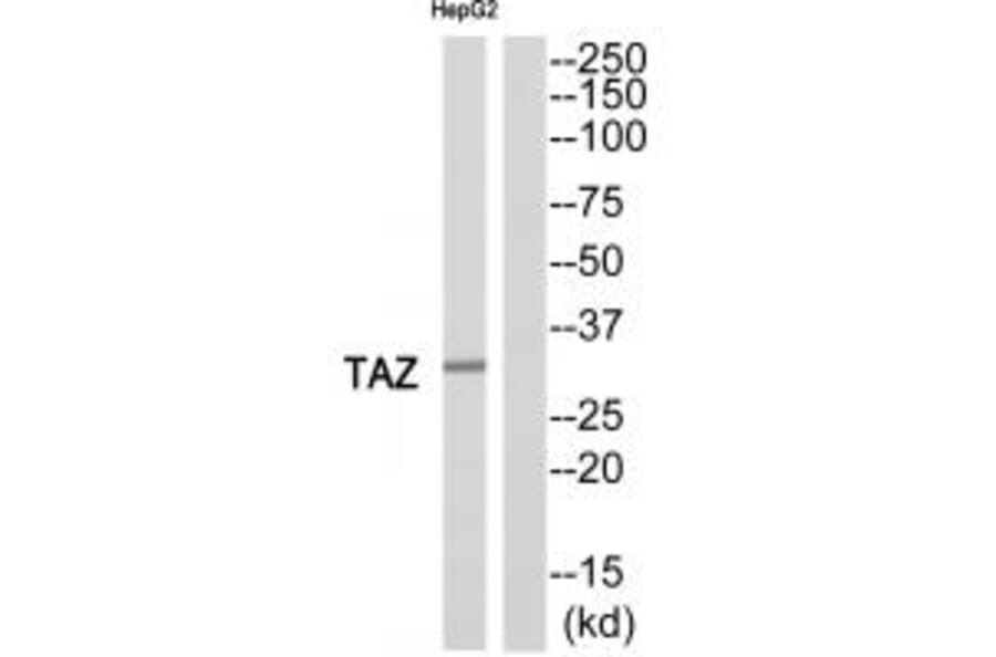 Western blot - TAZ Antibody from Signalway Antibody (35176) - Antibodies.com
