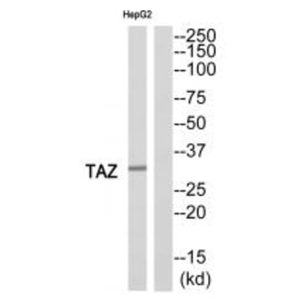 Western blot - TAZ Antibody from Signalway Antibody (35176) - Antibodies.com