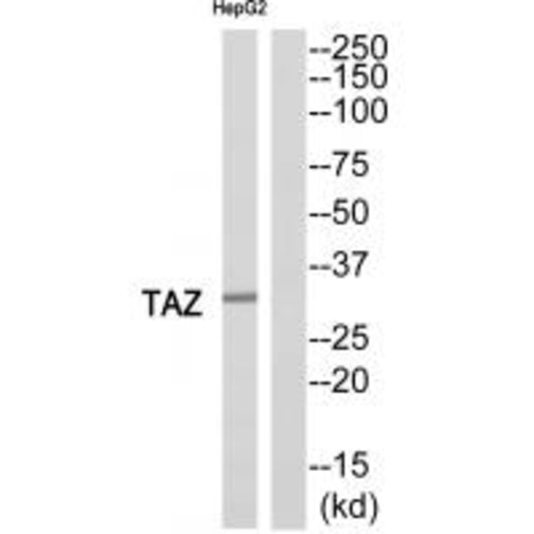 Western blot - TAZ Antibody from Signalway Antibody (35176) - Antibodies.com