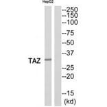 Western blot - TAZ Antibody from Signalway Antibody (35176) - Antibodies.com