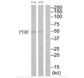 Western blot - PTRF Antibody from Signalway Antibody (35182) - Antibodies.com