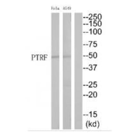 Western blot - PTRF Antibody from Signalway Antibody (35182) - Antibodies.com