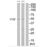 Western blot - PTRF Antibody from Signalway Antibody (35182) - Antibodies.com