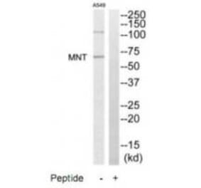 Western blot - MNT Antibody from Signalway Antibody (35195) - Antibodies.com
