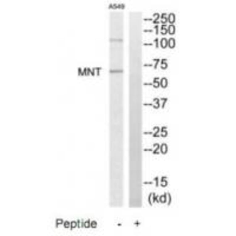 Western blot - MNT Antibody from Signalway Antibody (35195) - Antibodies.com
