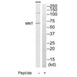 Western blot - MNT Antibody from Signalway Antibody (35195) - Antibodies.com