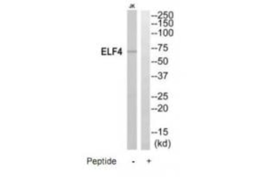 Western blot - ELF4 Antibody from Signalway Antibody (35197) - Antibodies.com