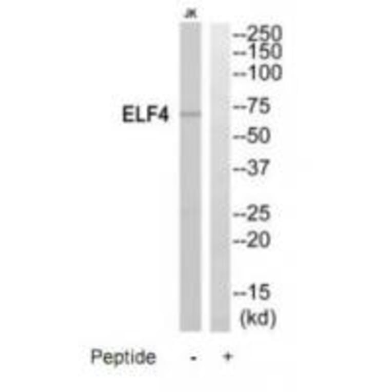 Western blot - ELF4 Antibody from Signalway Antibody (35197) - Antibodies.com