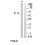 Western blot - ELF4 Antibody from Signalway Antibody (35197) - Antibodies.com