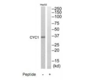 Western blot - CYC1 Antibody from Signalway Antibody (35215) - Antibodies.com
