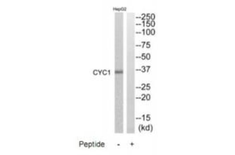 Western blot - CYC1 Antibody from Signalway Antibody (35215) - Antibodies.com