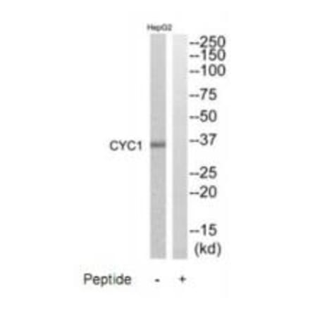 Western blot - CYC1 Antibody from Signalway Antibody (35215) - Antibodies.com