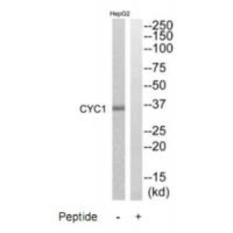 Western blot - CYC1 Antibody from Signalway Antibody (35215) - Antibodies.com
