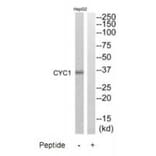 Western blot - CYC1 Antibody from Signalway Antibody (35215) - Antibodies.com