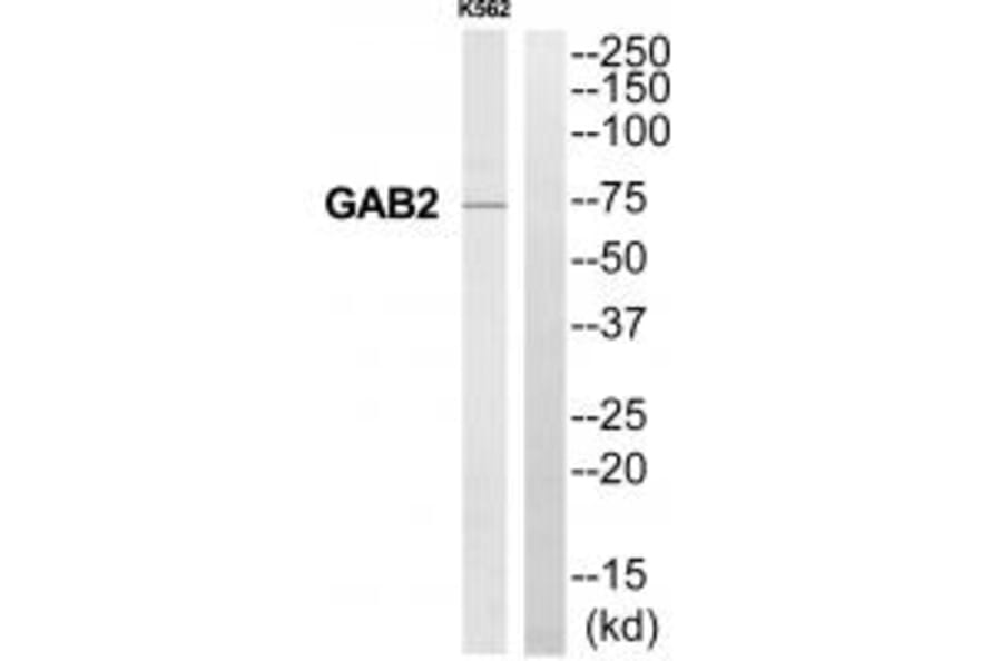 Western blot - GAB2 Antibody from Signalway Antibody (35218) - Antibodies.com