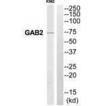 Western blot - GAB2 Antibody from Signalway Antibody (35218) - Antibodies.com