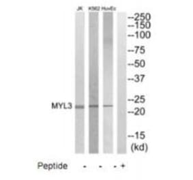 Western blot - MYL3 Antibody from Signalway Antibody (35231) - Antibodies.com