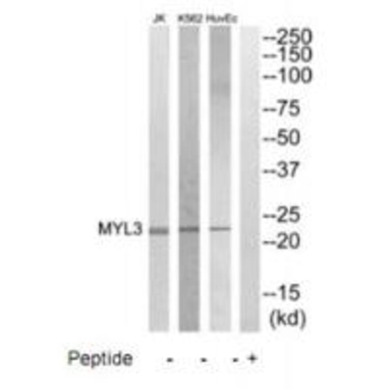 Western blot - MYL3 Antibody from Signalway Antibody (35231) - Antibodies.com