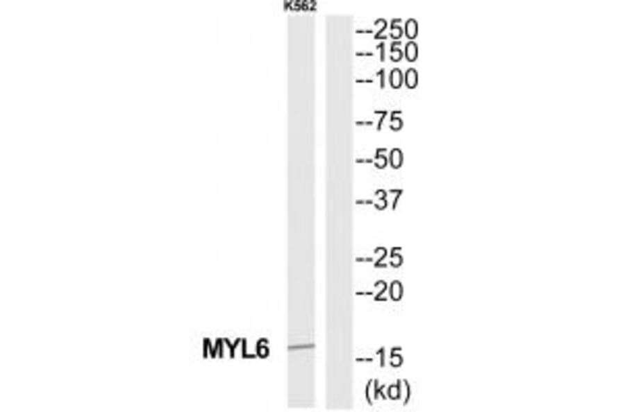 Western blot - MYL6 Antibody from Signalway Antibody (35232) - Antibodies.com