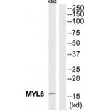 Western blot - MYL6 Antibody from Signalway Antibody (35232) - Antibodies.com