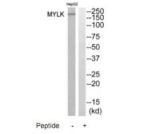 Western blot - MYLK Antibody from Signalway Antibody (35233) - Antibodies.com