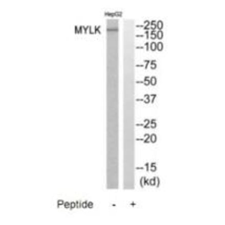 Western blot - MYLK Antibody from Signalway Antibody (35233) - Antibodies.com
