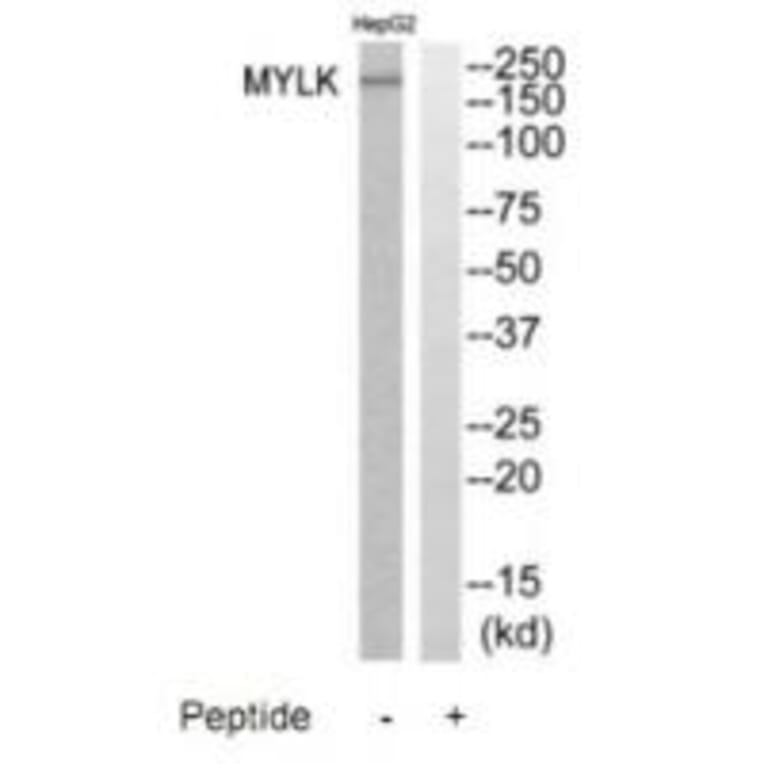 Western blot - MYLK Antibody from Signalway Antibody (35233) - Antibodies.com