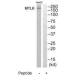 Western blot - MYLK Antibody from Signalway Antibody (35233) - Antibodies.com