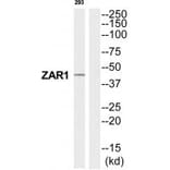 Western blot - ZAR1 Antibody from Signalway Antibody (35241) - Antibodies.com