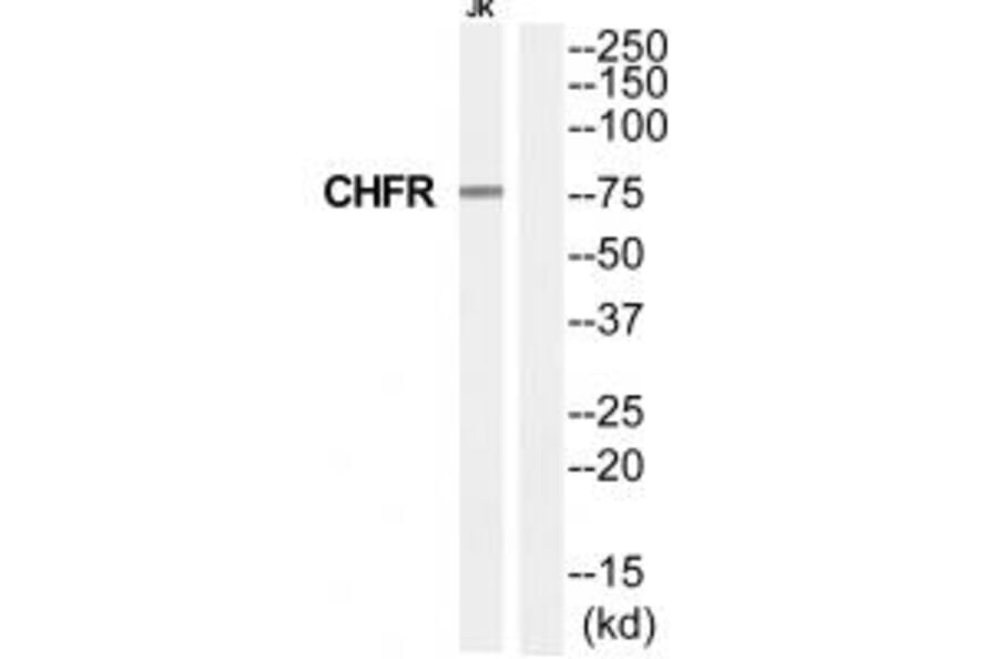 Western blot - CHFR Antibody from Signalway Antibody (35244) - Antibodies.com