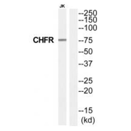 Western blot - CHFR Antibody from Signalway Antibody (35244) - Antibodies.com