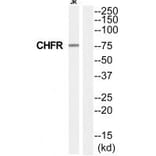 Western blot - CHFR Antibody from Signalway Antibody (35244) - Antibodies.com