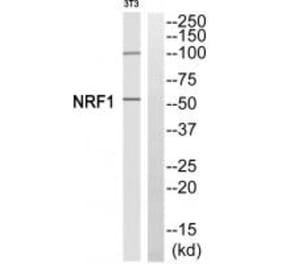 Western blot - NRF1 Antibody from Signalway Antibody (35250) - Antibodies.com