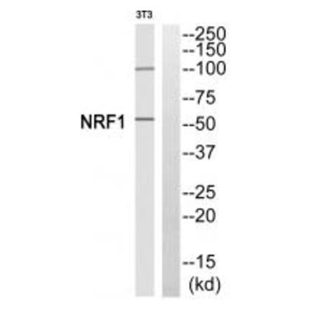 Western blot - NRF1 Antibody from Signalway Antibody (35250) - Antibodies.com