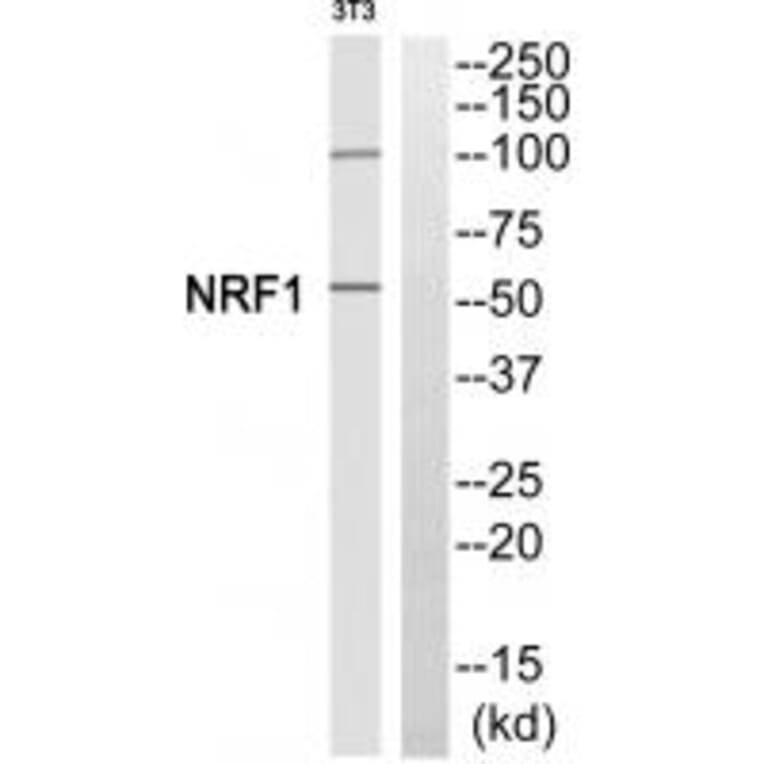 Western blot - NRF1 Antibody from Signalway Antibody (35250) - Antibodies.com