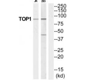 Western blot - TOP1 Antibody from Signalway Antibody (35252) - Antibodies.com