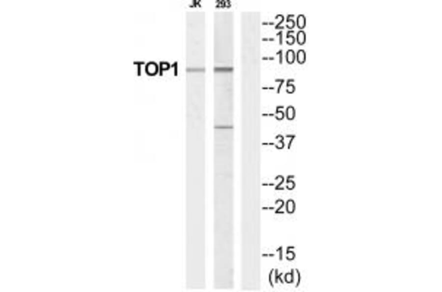 Western blot - TOP1 Antibody from Signalway Antibody (35252) - Antibodies.com