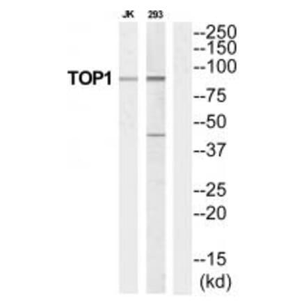 Western blot - TOP1 Antibody from Signalway Antibody (35252) - Antibodies.com