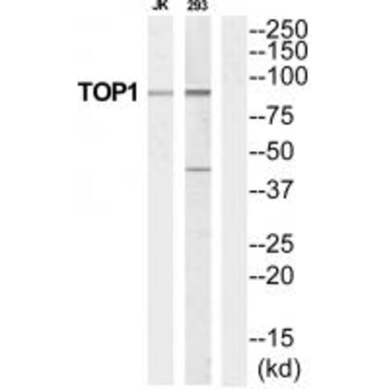 Western blot - TOP1 Antibody from Signalway Antibody (35252) - Antibodies.com
