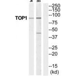 Western blot - TOP1 Antibody from Signalway Antibody (35252) - Antibodies.com
