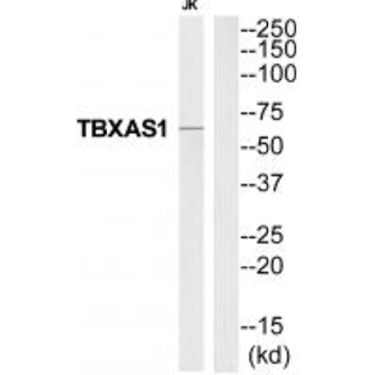 Western blot - THAS Antibody from Signalway Antibody (35257) - Antibodies.com