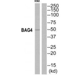 Western blot - BAG4 Antibody from Signalway Antibody (35277) - Antibodies.com