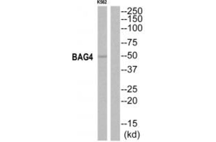 Western blot - BAG4 Antibody from Signalway Antibody (35277) - Antibodies.com