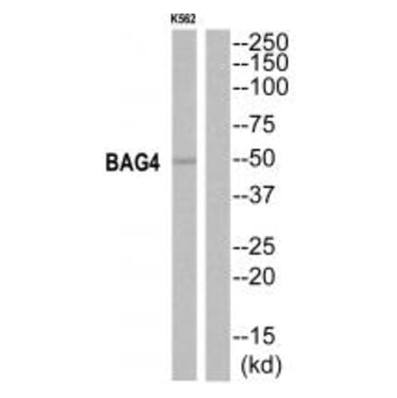 Western blot - BAG4 Antibody from Signalway Antibody (35277) - Antibodies.com