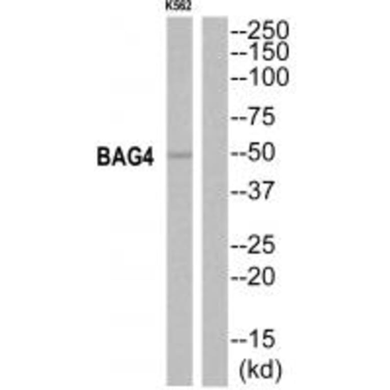 Western blot - BAG4 Antibody from Signalway Antibody (35277) - Antibodies.com