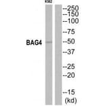 Western blot - BAG4 Antibody from Signalway Antibody (35277) - Antibodies.com