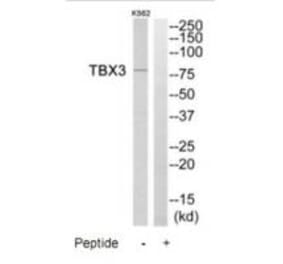 Western blot - TBX3 Antibody from Signalway Antibody (35278) - Antibodies.com