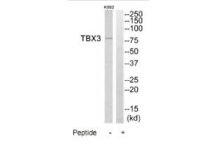 Western blot - TBX3 Antibody from Signalway Antibody (35278) - Antibodies.com
