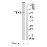 Western blot - TBX3 Antibody from Signalway Antibody (35278) - Antibodies.com