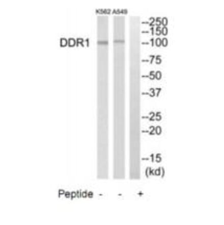 Western blot - DDR1 Antibody from Signalway Antibody (35282) - Antibodies.com